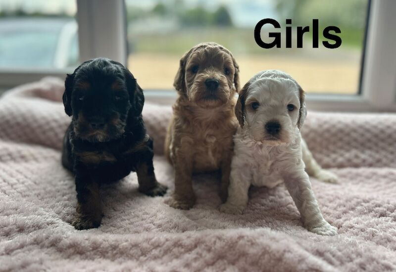 5 adorable cockapoo ready to be viewed - Image 2 of 3