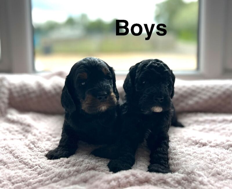 5 adorable cockapoo ready to be viewed - Image 3 of 3