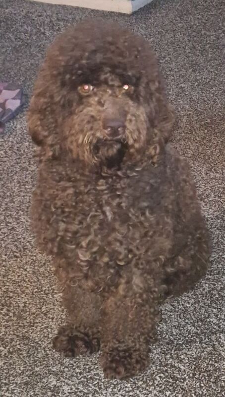 Cockapoo puppies for sale in Birstall, West Yorkshire – 6 months old - Image 2 of 3