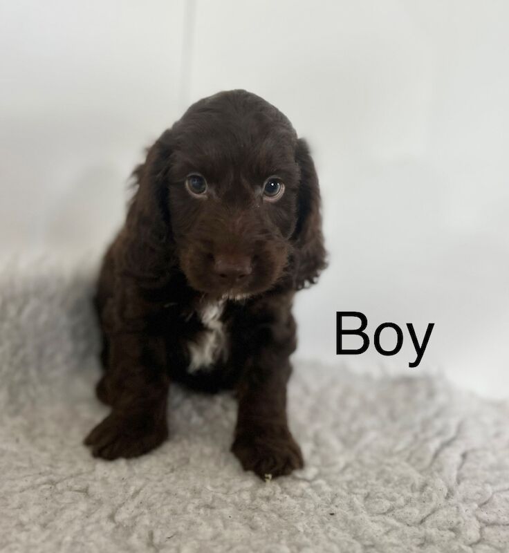 5 beautiful chocolate cockapoo puppies for sale in Upwell Norfolk 