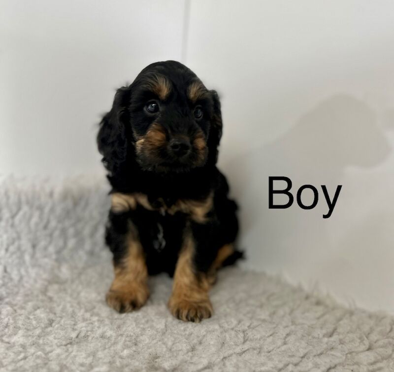5 beautiful chocolate cockapoo puppies for sale in Upwell Norfolk | Image 3