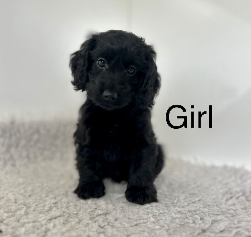 5 beautiful chocolate cockapoo puppies for sale in Upwell Norfolk | Image 4
