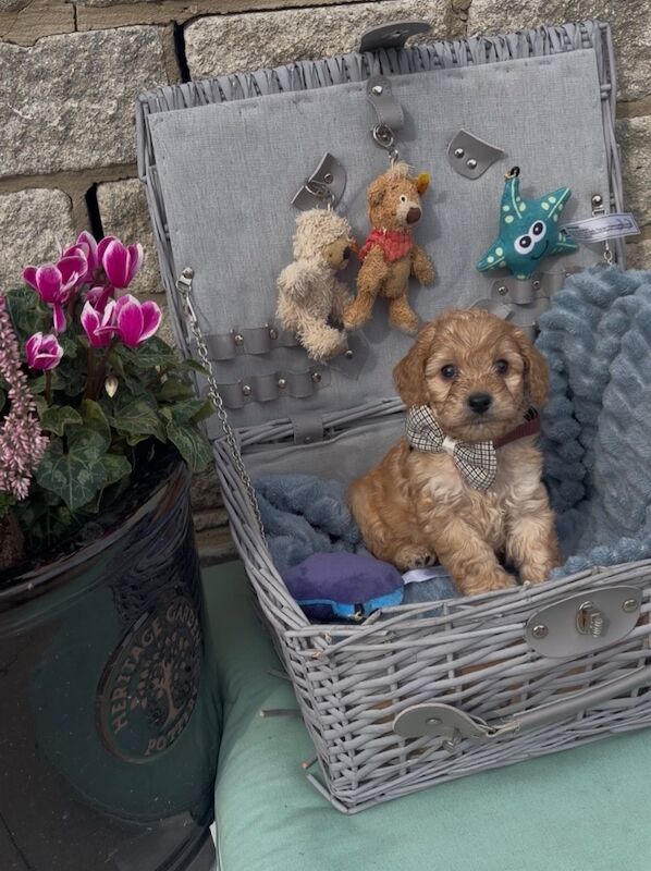 5 beautiful cockapoo looking for there forever home
