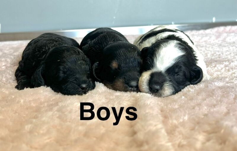 5 beautiful cockapoo puppies girls and boys available - Image 2 of 3