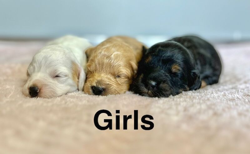 5 beautiful cockapoo puppies girls and boys available - Image 3 of 3