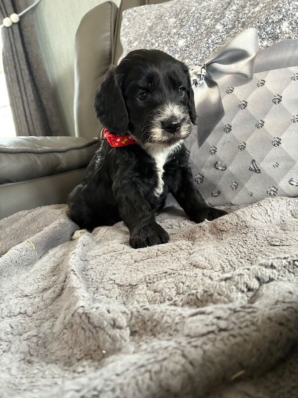 5 beautiful cockapoo pups 4 available