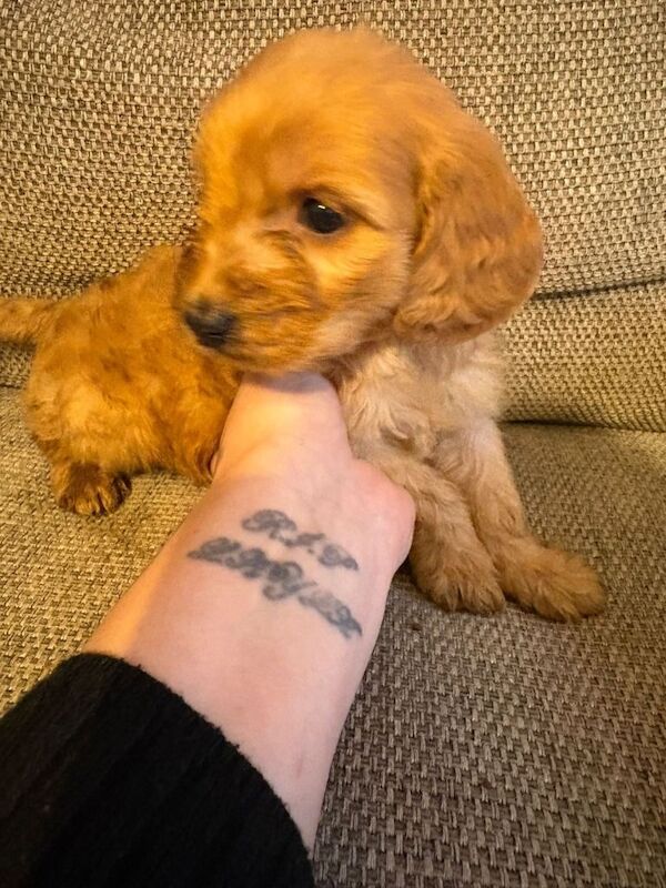 5 beautiful f1 Cockapoo puppy’s - Image 3 of 4