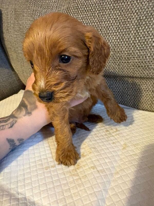 5 beautiful f1 Cockapoo puppy’s - Image 4 of 4