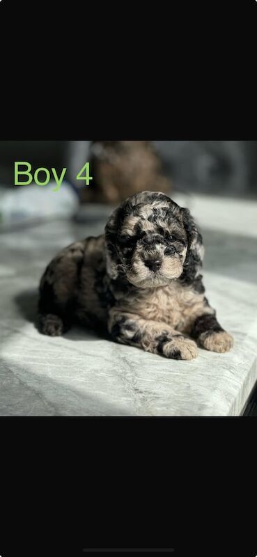 5 beautiful F1B TOY for sale in Bilston, West Midlands - Image 2