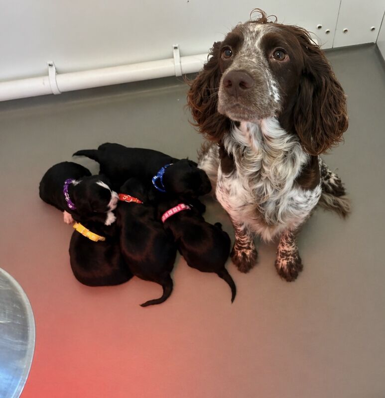 5 beautiful cockapoo pups