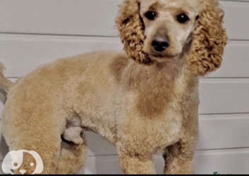 5 beautiful cockapoo pups - Image 2 of 4