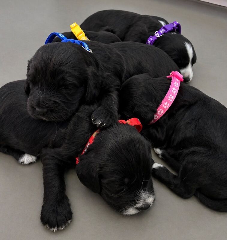 5 beautiful cockapoo pups - Image 3 of 4