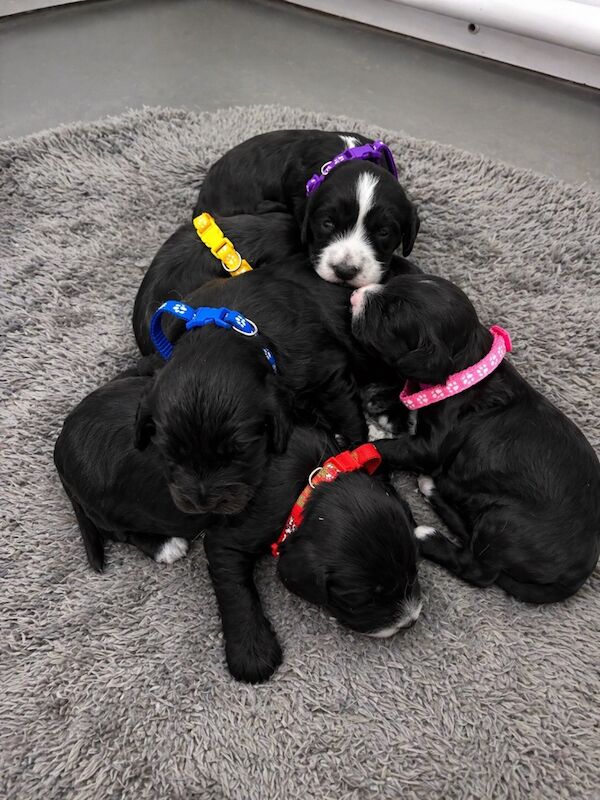 5 beautiful cockapoo pups - Image 4 of 4