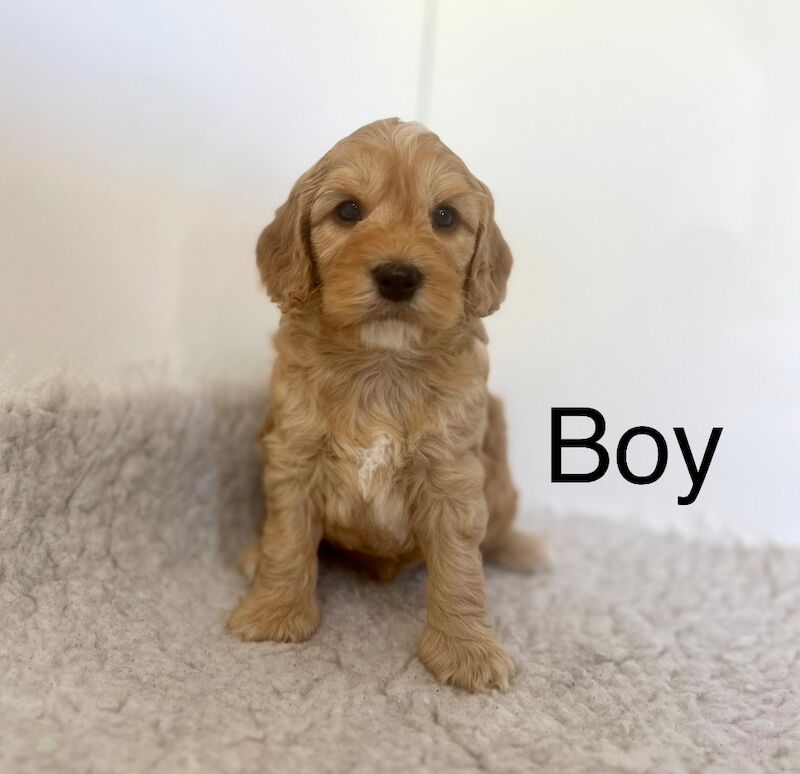 5 charming apricot cockapoo puppies for sale in Upwell, Norfolk