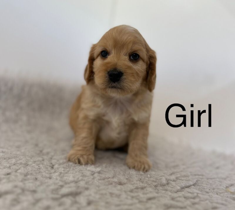 5 charming apricot cockapoo puppies for sale in Upwell, Norfolk | Image 2
