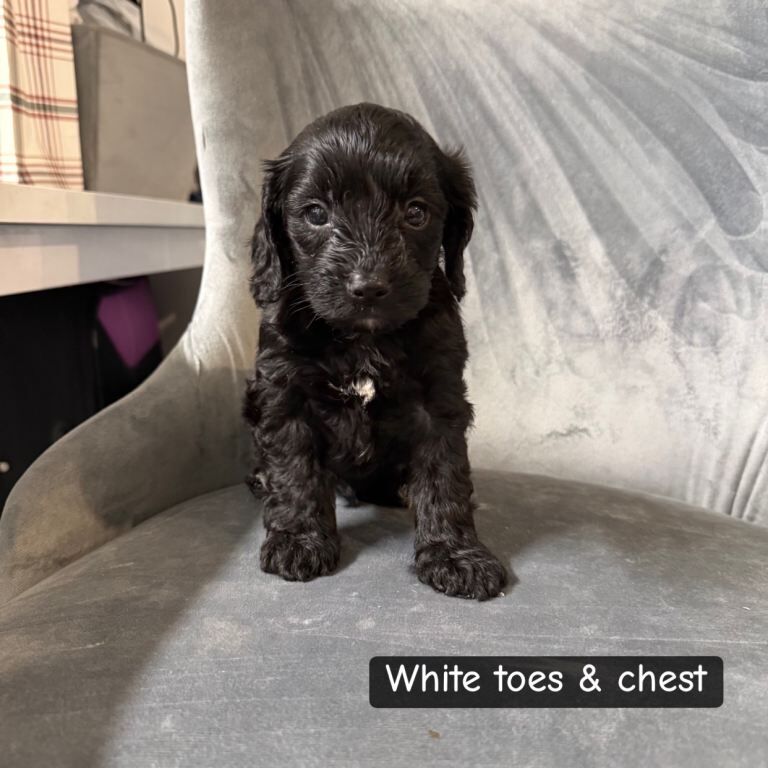 Cockapoo Puppies For Sale Under £1,000