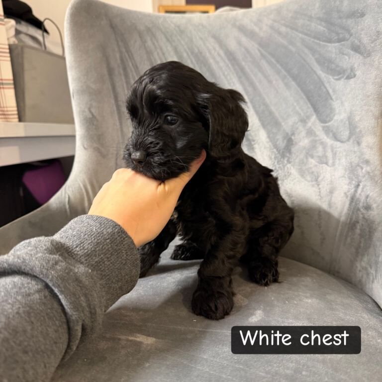 Cockapoo puppies for sale in Aldershot, Hampshire – 6 weeks old - Image 2 of 3