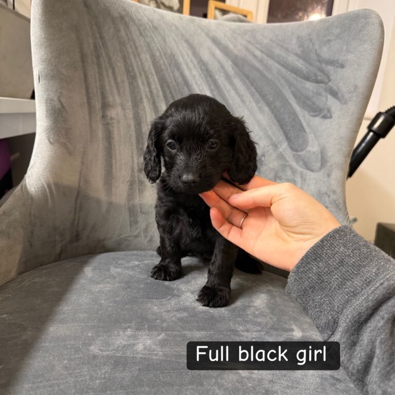 Cockapoo puppies for sale in Aldershot, Hampshire – 6 weeks old - Image 3 of 3