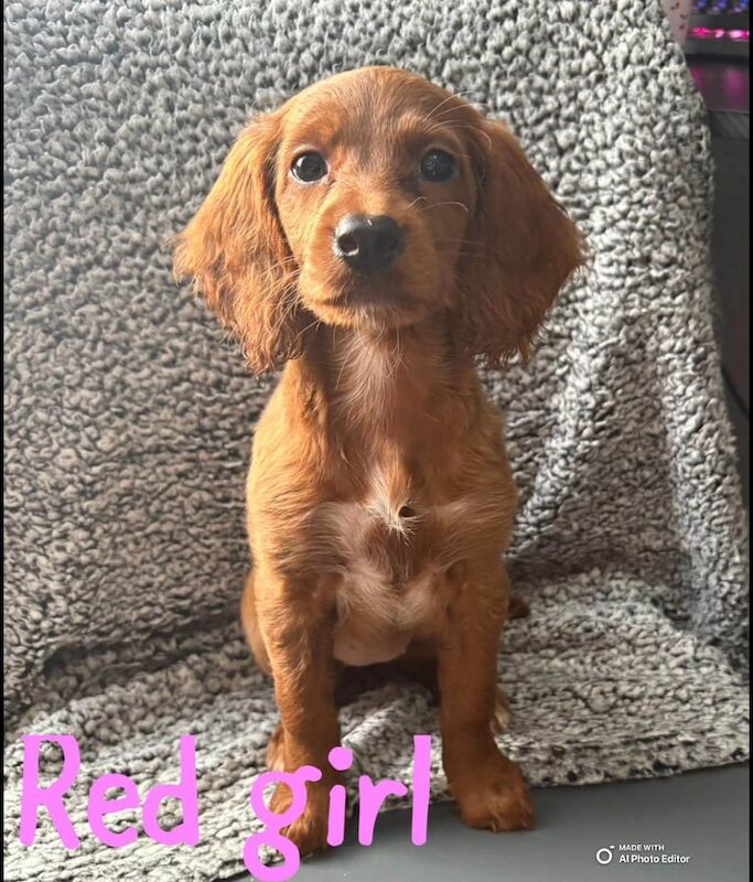 5 cockapoo puppies f1b for sale in Rawmarsh, South Yorkshire