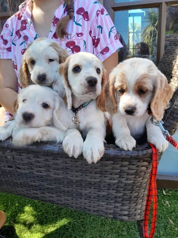 5 Cockapoo puppies lemon and white