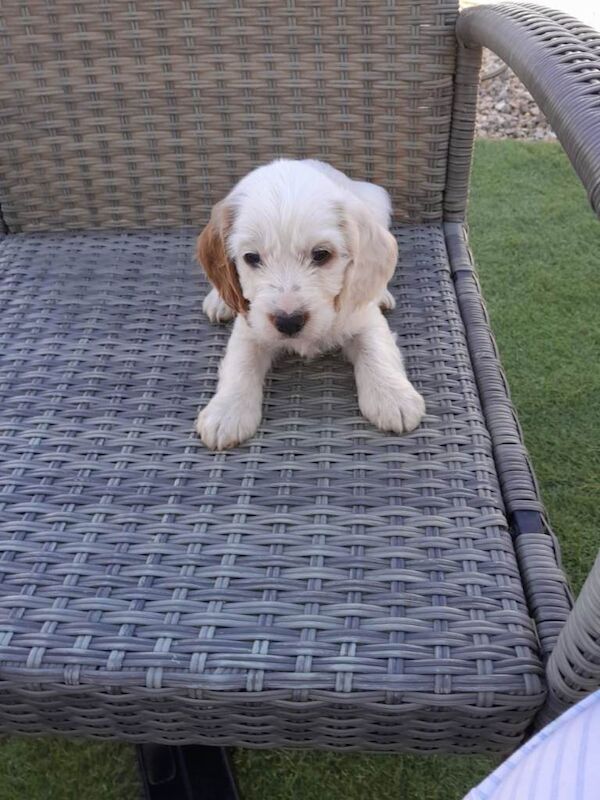 5 Cockapoo puppies lemon and white - Image 2 of 5