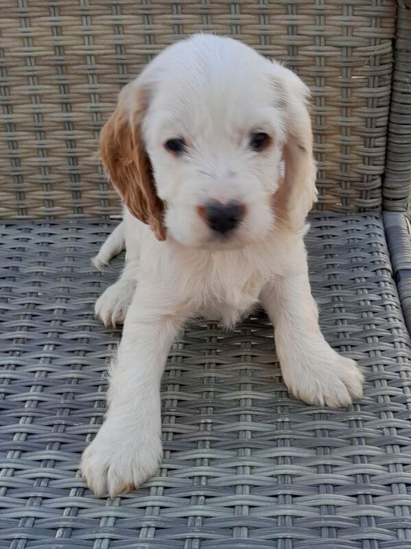5 Cockapoo puppies lemon and white - Image 3 of 5