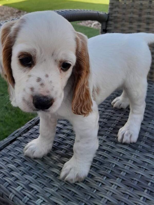 5 Cockapoo puppies lemon and white - Image 4 of 5