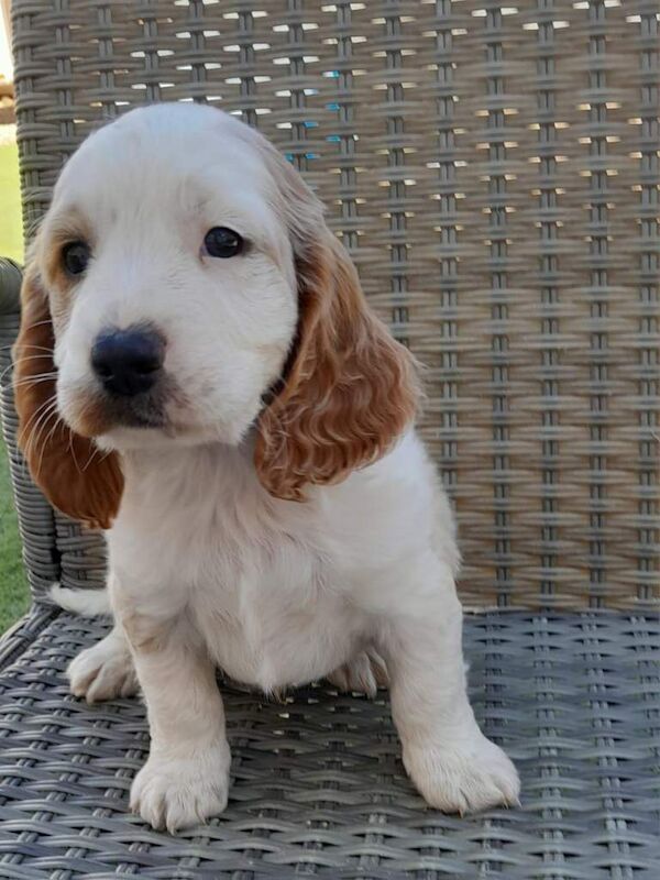 5 Cockapoo puppies lemon and white - Image 5 of 5