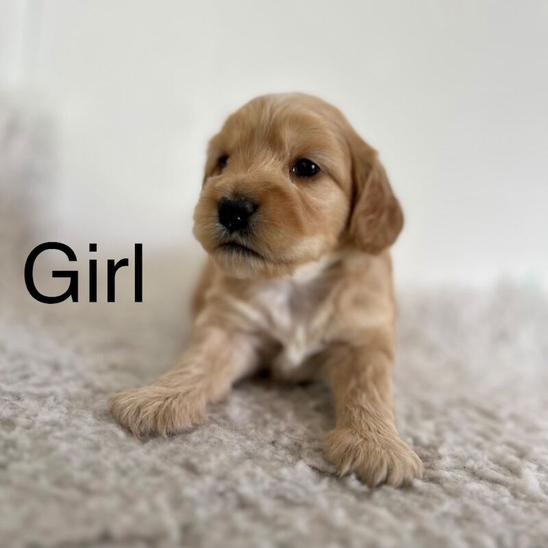 5 Cockapoo puppies ready in July for sale in Upwell, Norfolk