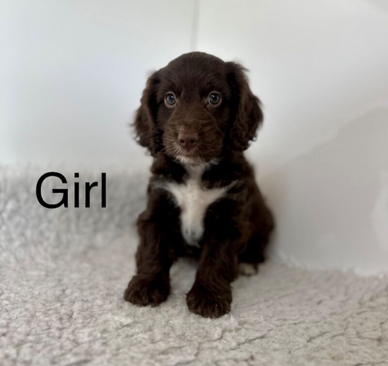 5 cockapoo ready now for sale in Upwell Norfolk | Image 2