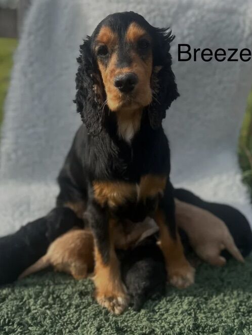 5 Cockapoos girls and boy ready very soon for sale in Upwell, Norfolk