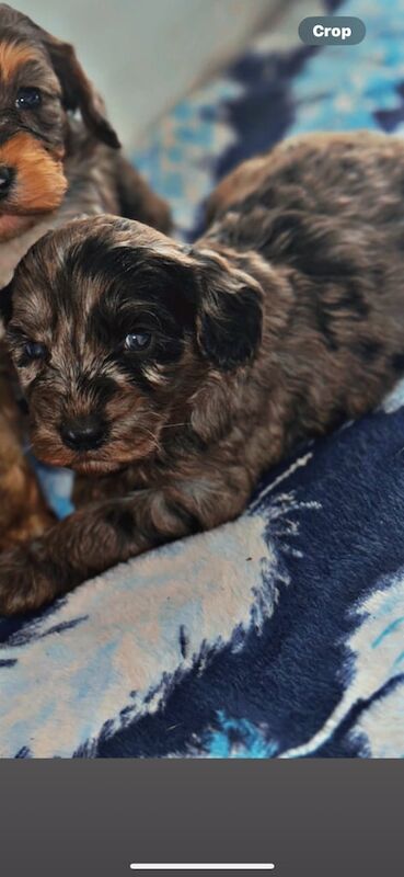 Cockapoo puppies for sale in Doncaster, South Yorkshire – 7 weeks old