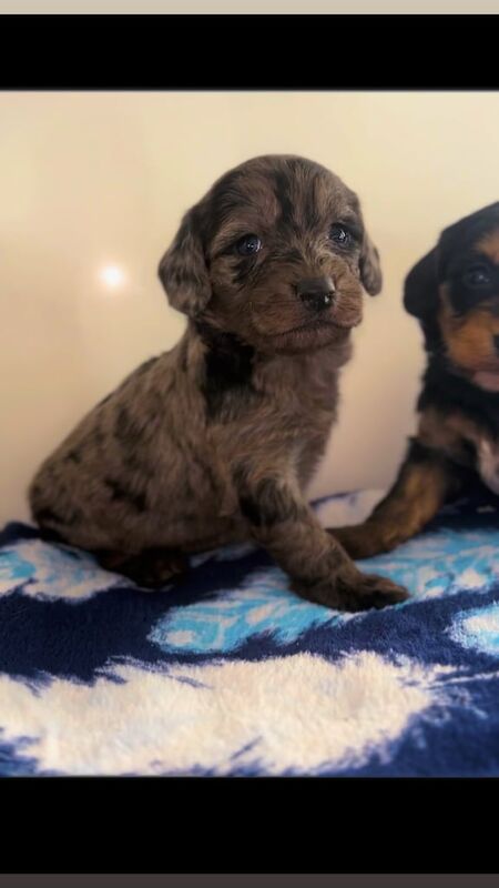 Cockapoo puppies for sale in Doncaster, South Yorkshire – 5 months old - Image 2 of 3