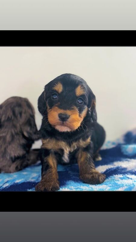 Cockapoo puppies for sale in Doncaster, South Yorkshire – 5 months old - Image 3 of 3