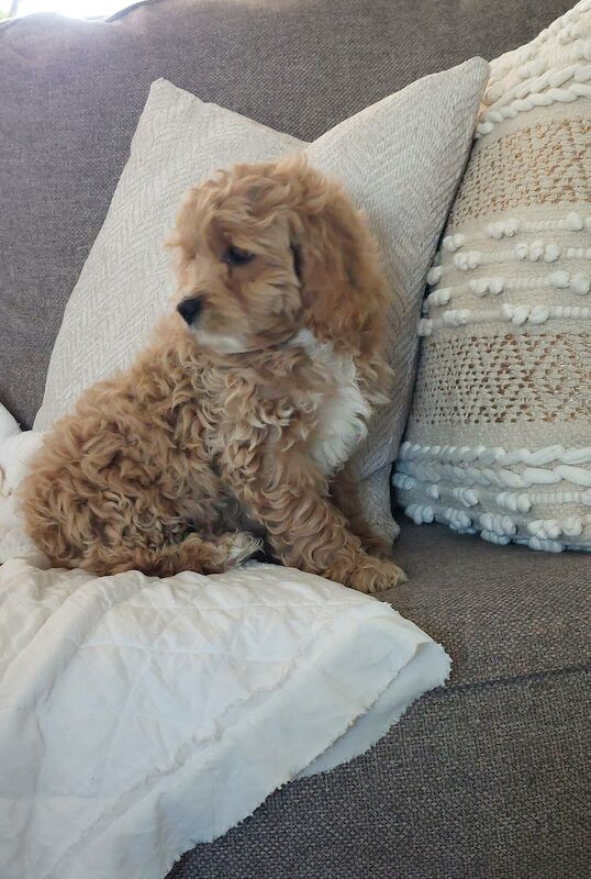 5 gorgeous cockapoo puppies - Image 2 of 6