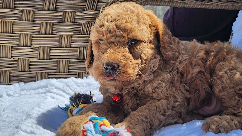5 gorgeous cockapoo puppies - Image 3 of 6