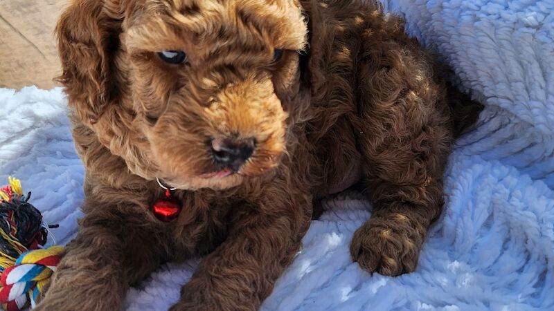 5 gorgeous cockapoo puppies - Image 4 of 6