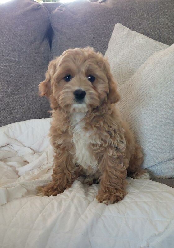 5 gorgeous cockapoo puppies - Image 5 of 6