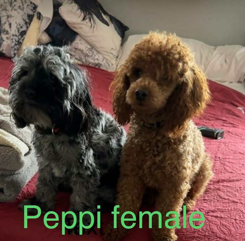 5 gorgeous cockapoo puppies - Image 6 of 6