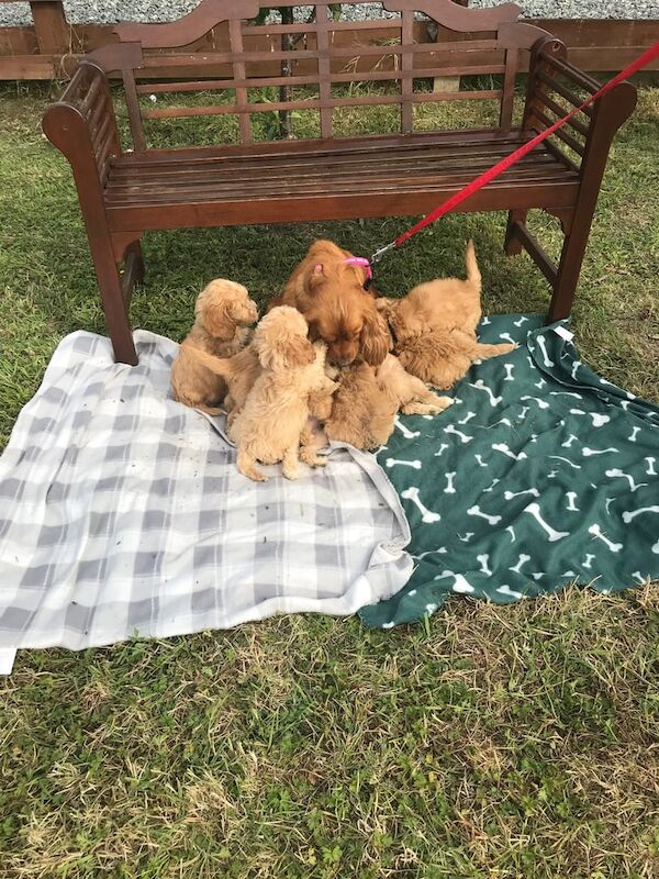Cockapoo puppies for sale in Ingatestone, Essex – 8 weeks old