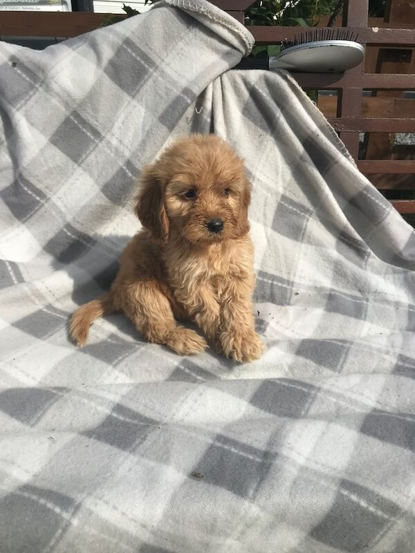 Cockapoo puppies for sale in Ingatestone, Essex – 8 weeks old - Image 2 of 3