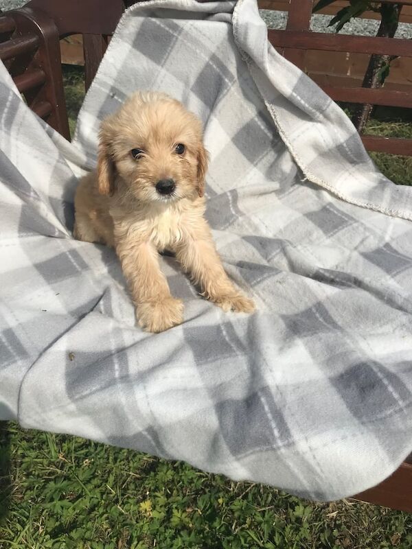 Cockapoo puppies for sale in Ingatestone, Essex – 8 weeks old - Image 3 of 3