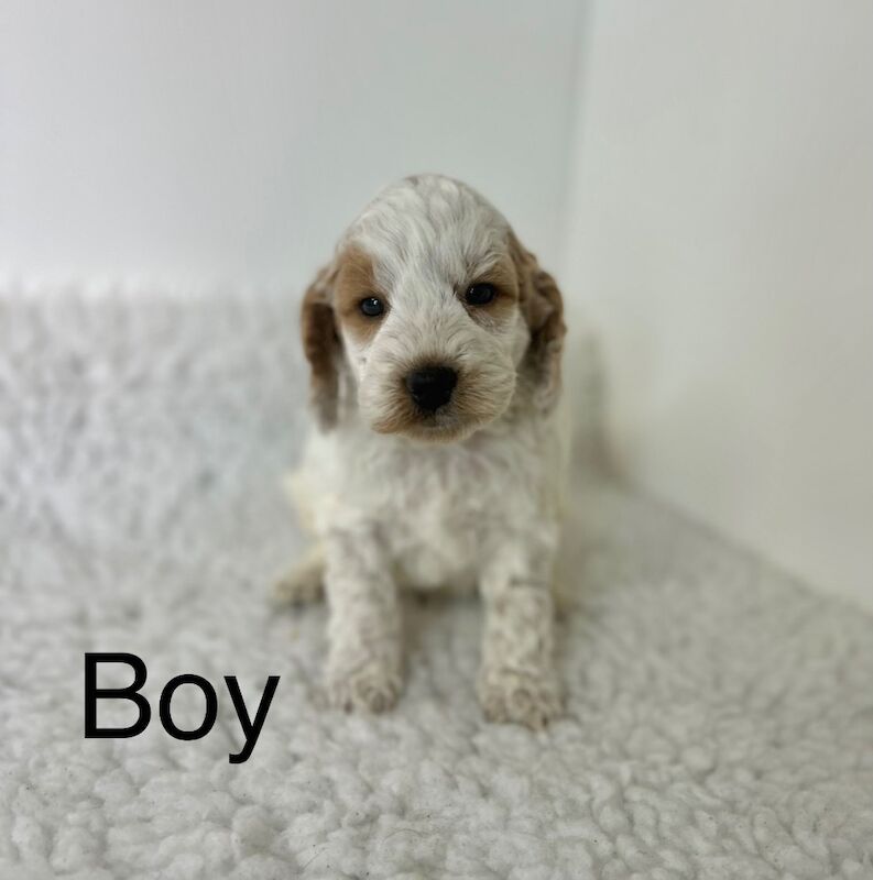 5 lovely Cockapoo puppies for sale in Upwell, Norfolk