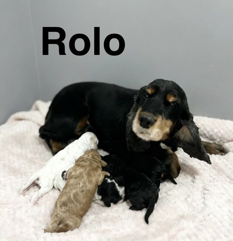 5 lovely puppies cockapoo girls and boys 4 weeks old