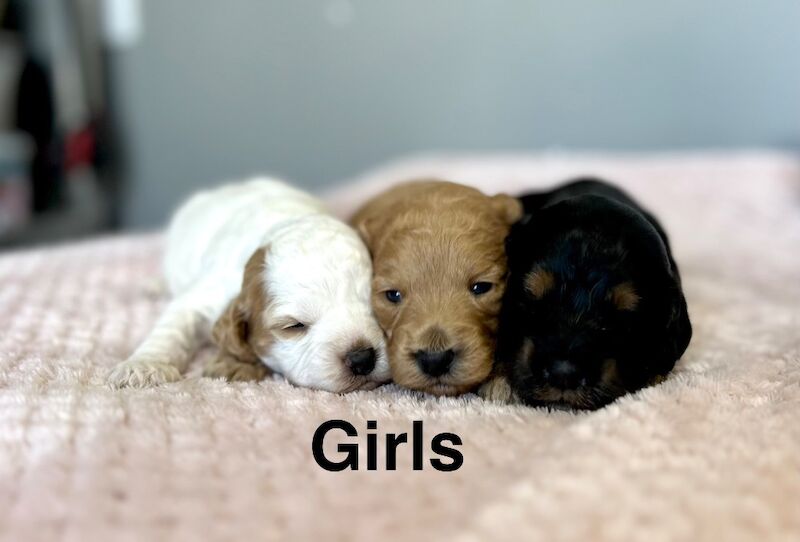 5 lovely puppies cockapoo girls and boys 4 weeks old - Image 2 of 3