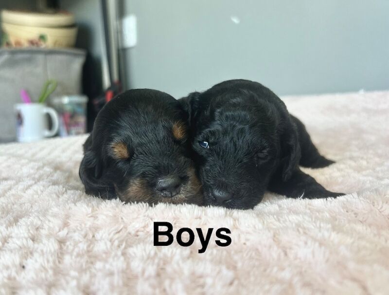 5 lovely puppies cockapoo girls and boys 4 weeks old - Image 3 of 3
