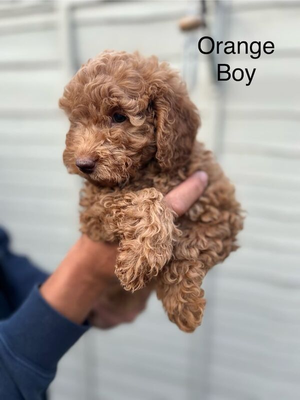 5 loving Cockapoo's for sale in Kingston Hill, Greater London