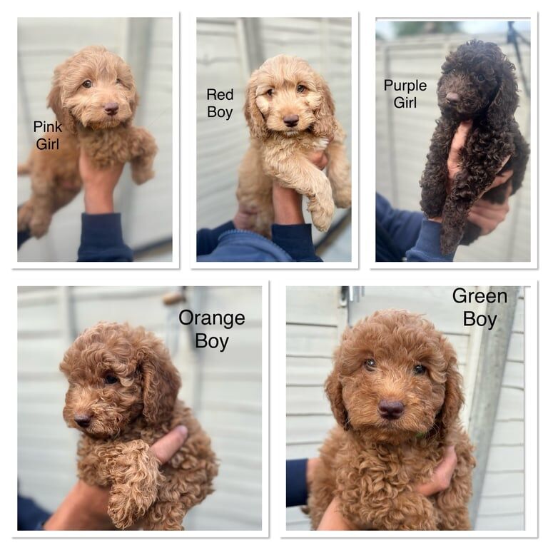 5 loving Cockapoo's for sale in Kingston Hill, Greater London | Image 2