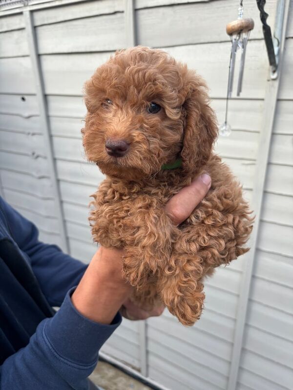 5 loving Cockapoo's for sale in Kingston Hill, Greater London | Image 3