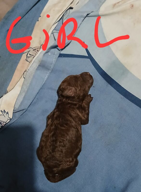 Cockapoo puppies for sale in Birstall, West Yorkshire – 3 days old